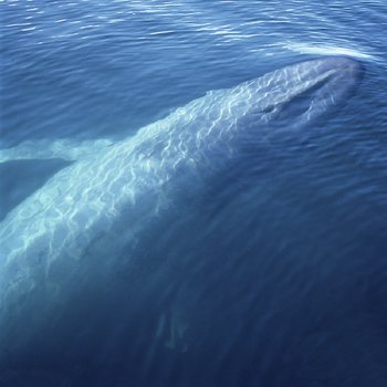 Whales